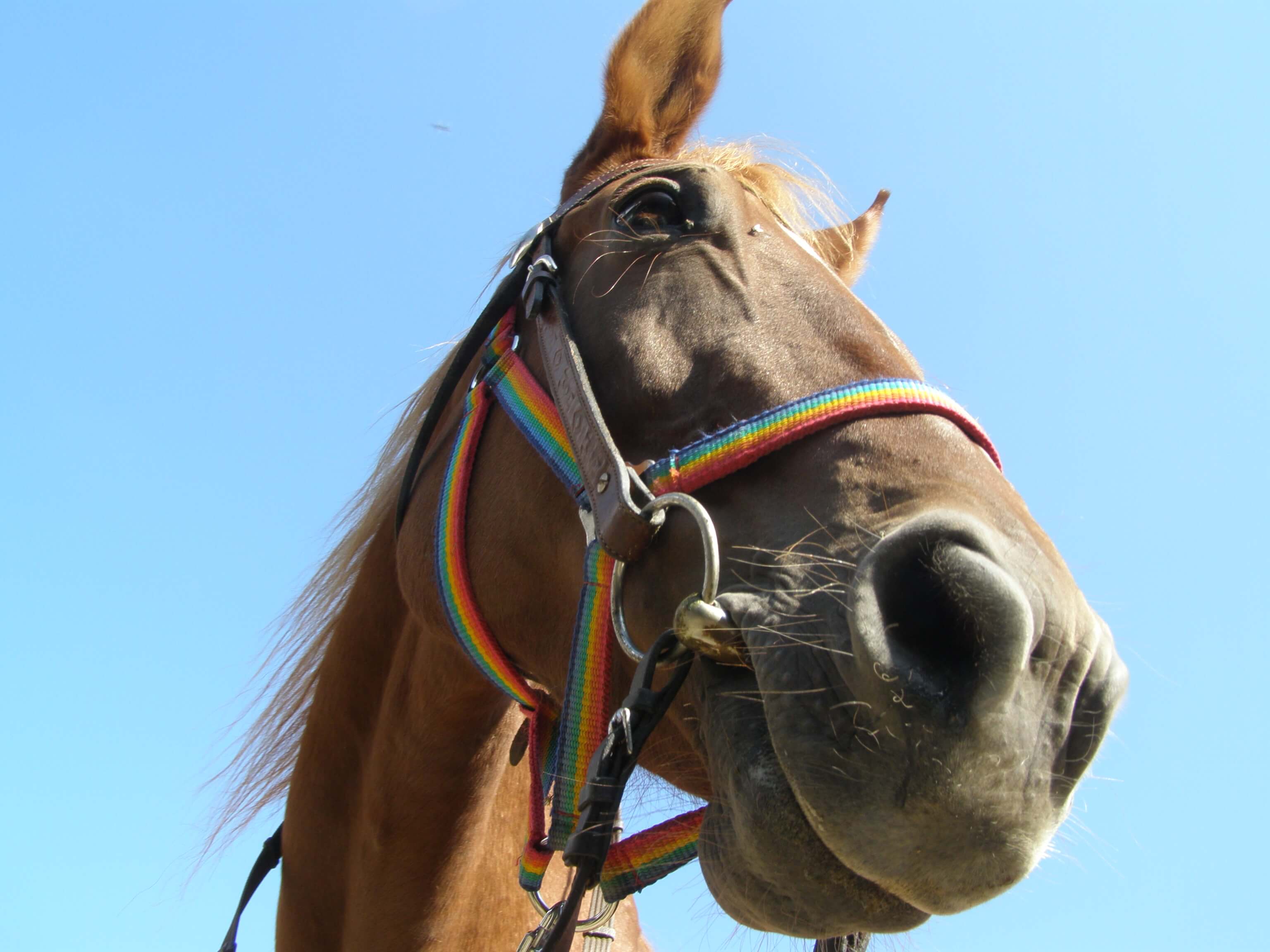 Klisna Helen se dívá do objektivu