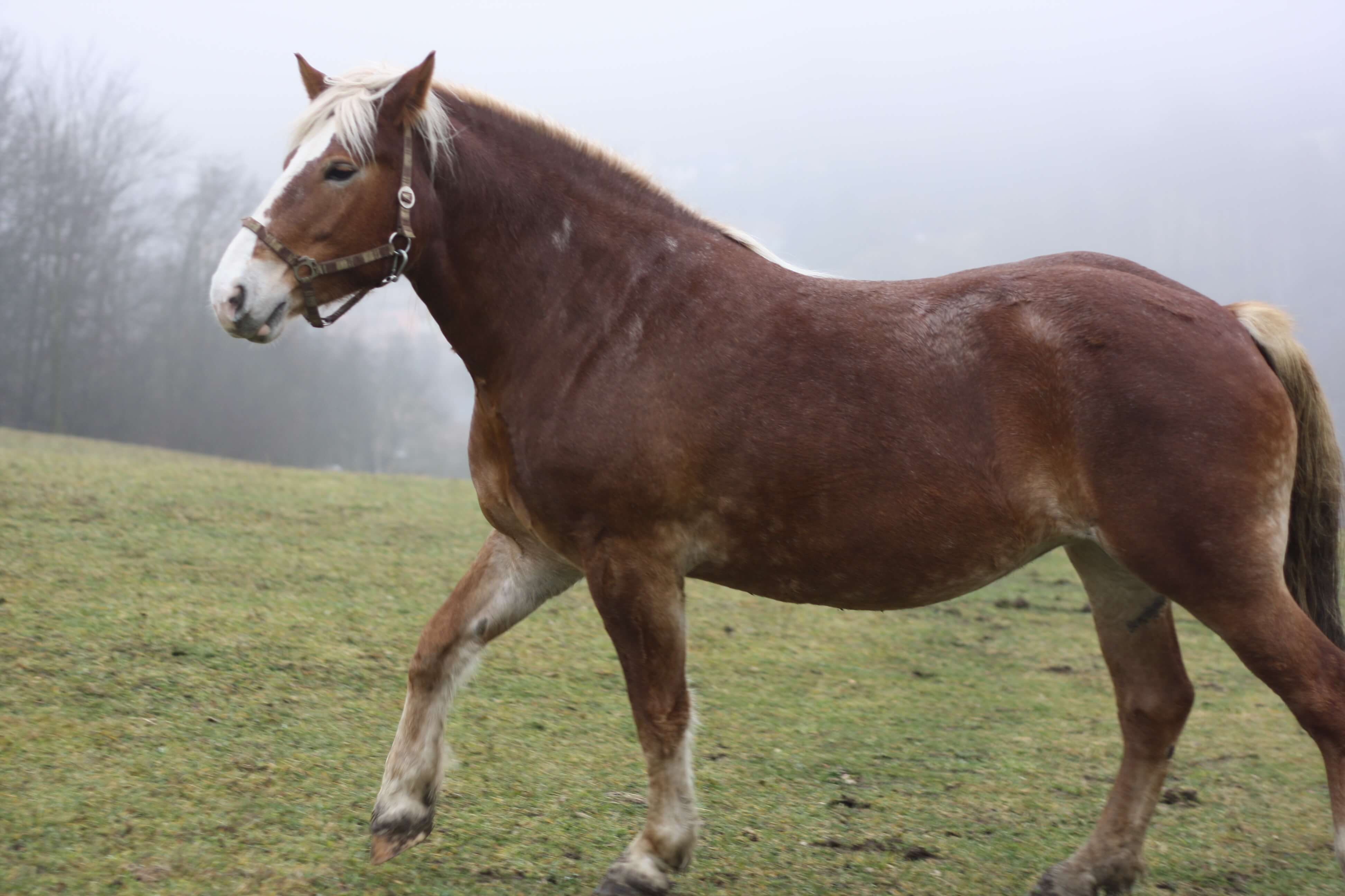 Klisna Pusa jde po pastvině a vypadá u toho jako sebevědomě kráčící královna