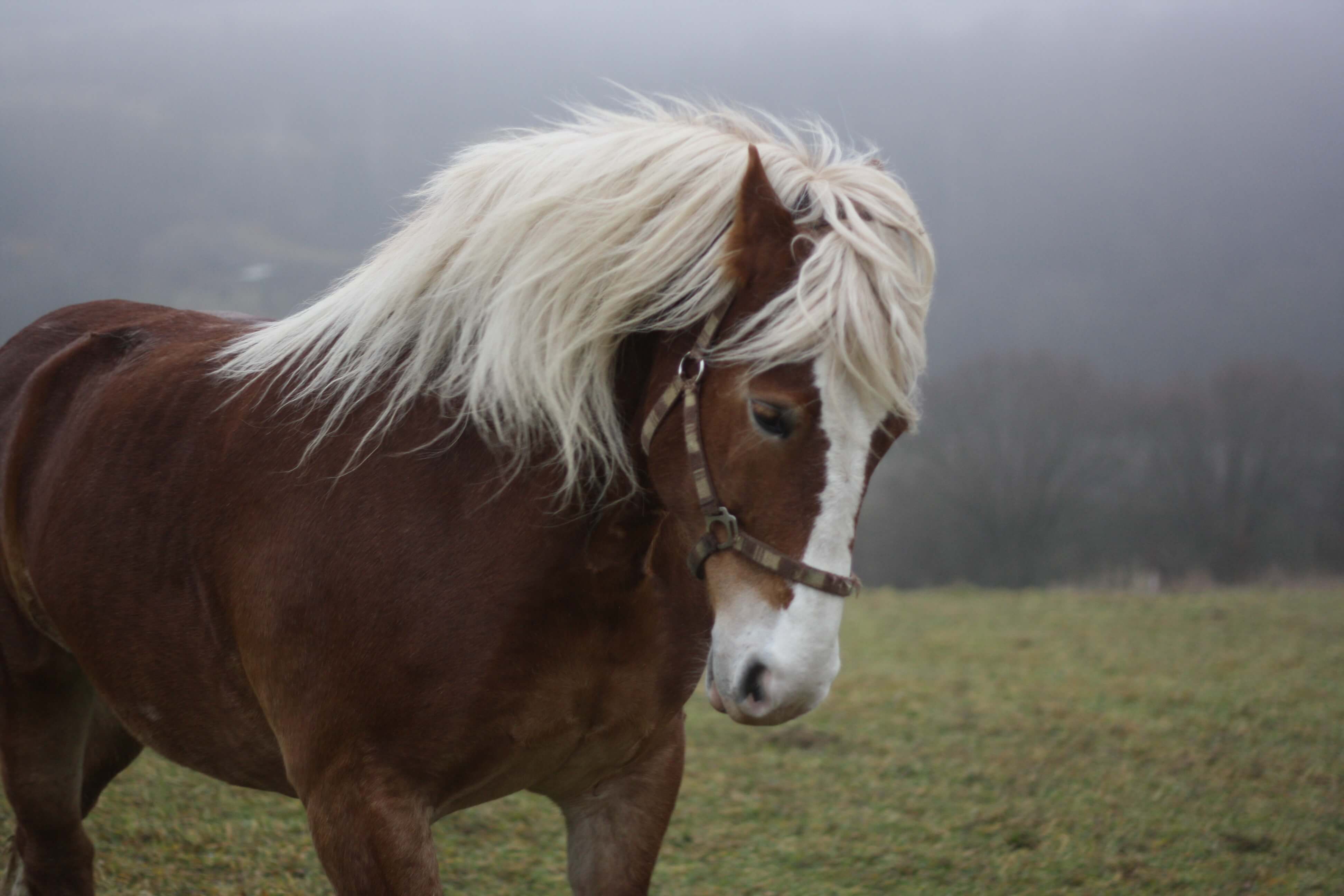 Klisna Pusa v běhu, připomíná býka