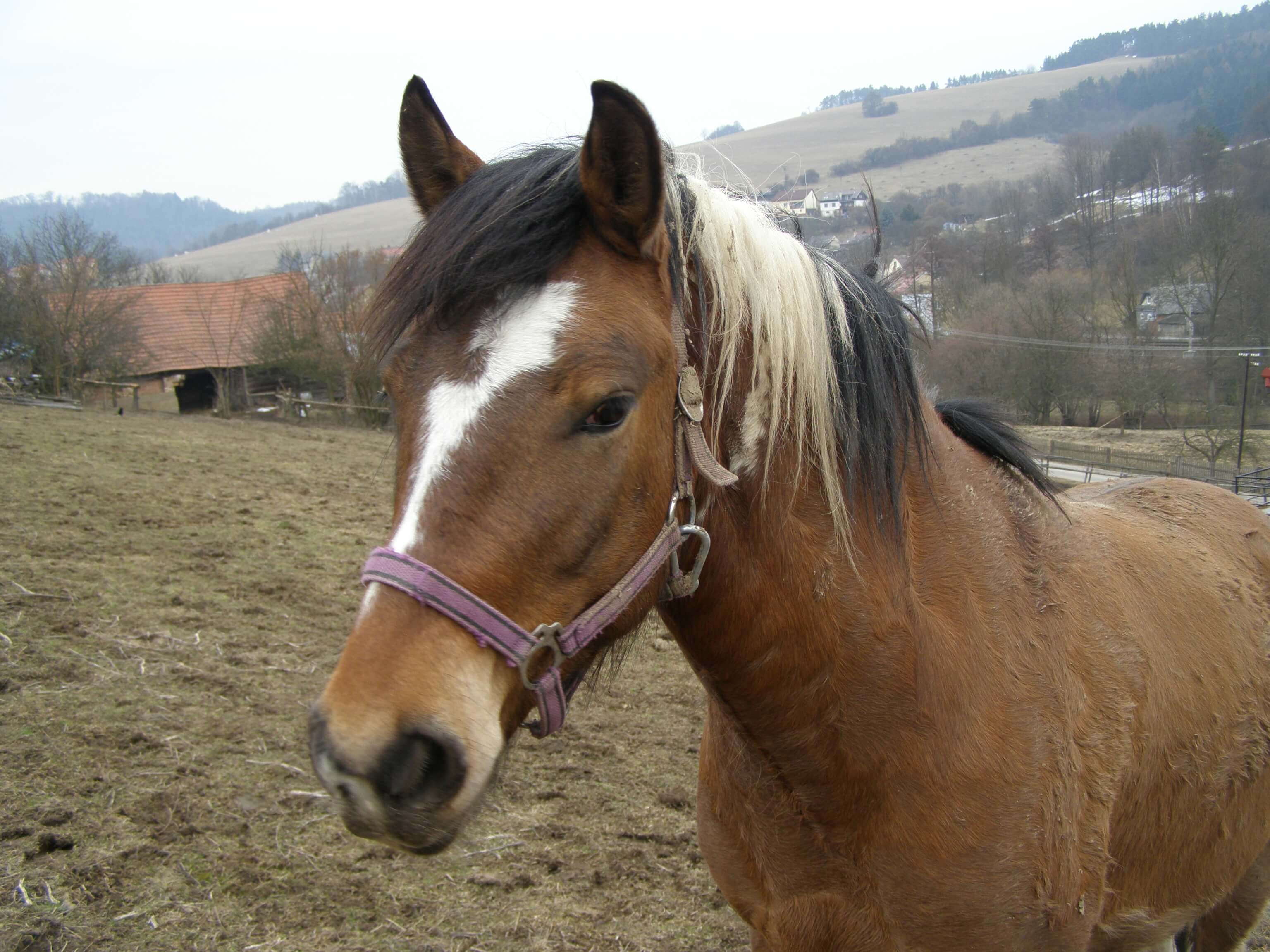 Kůň Sam na pastvě