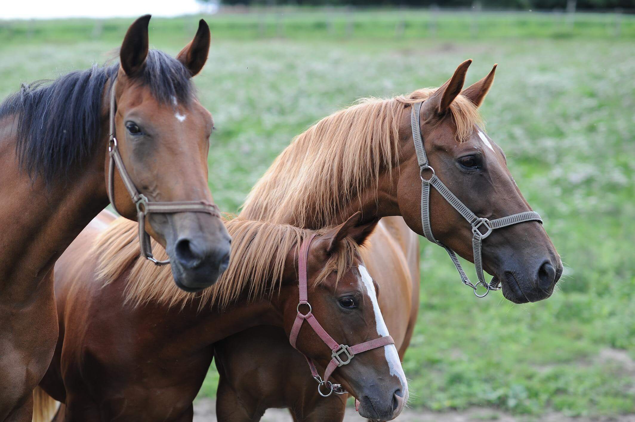 Tři koně společně na pastvě