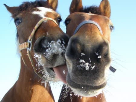 Dva koně na zasněžené pastvině