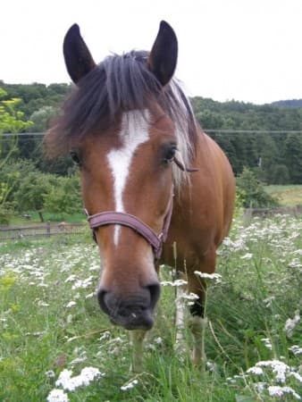 Samův 1. den v Půlpecnu