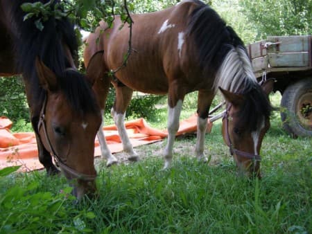 Sam a Dája dovádí ve výběhu