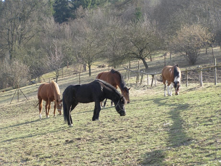 Pomalu přichází jaro, sluníčko svítí i tráva se snad brzy zazelená