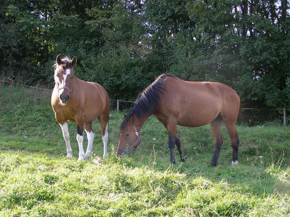 Koníci - jen tak pro radost