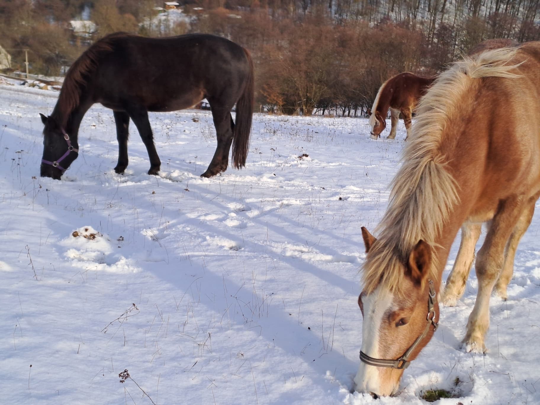 Koníci se pasou na Nový Rok 2026